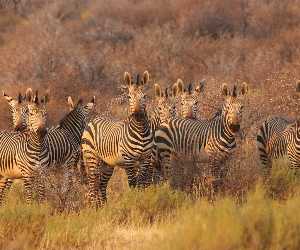 10 Things to Do in Namibia for an Unforgettable Adventure namibia-mafe-post