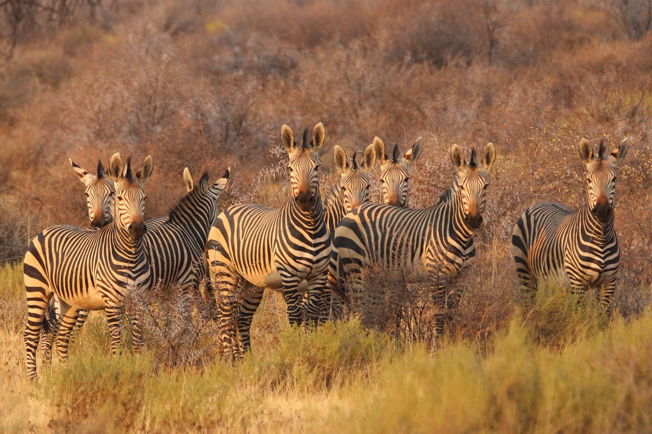 namibia-mafe-post